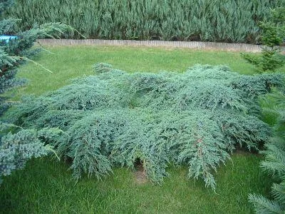 Juniperus squamata "Blue Carpet" (Borovica)