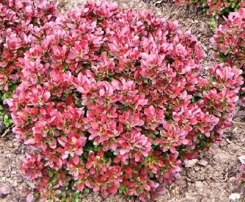 Berberis thunbergii "Atropurpurea Nana" (Žutika)