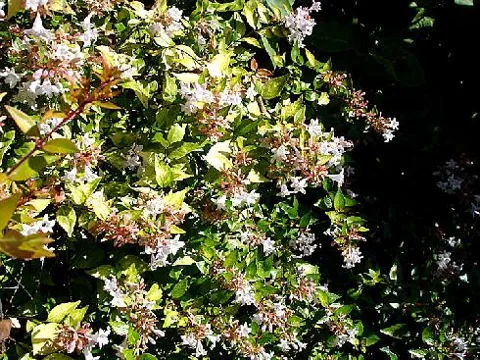 Abelia x grandiflora (Abelija)