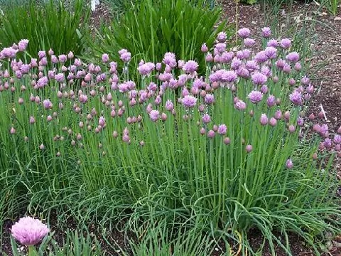Alium schoenoprasum (Vlasac)