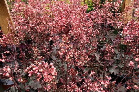 Heuchera sanguinea (Koraljni zvončić)