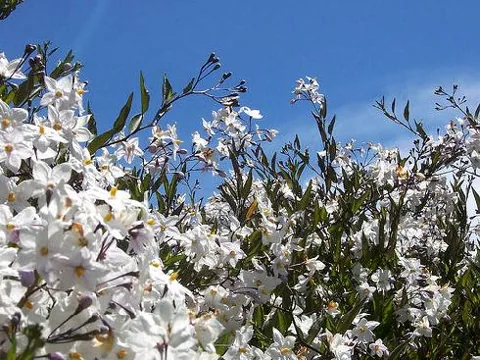 Solanum jasminoides (Solanum)