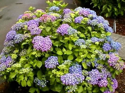 Hydrangea macrophylla (Hortenzija)