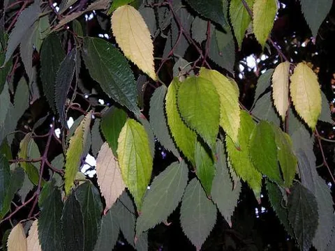 Celtis australis (Ladonja)	