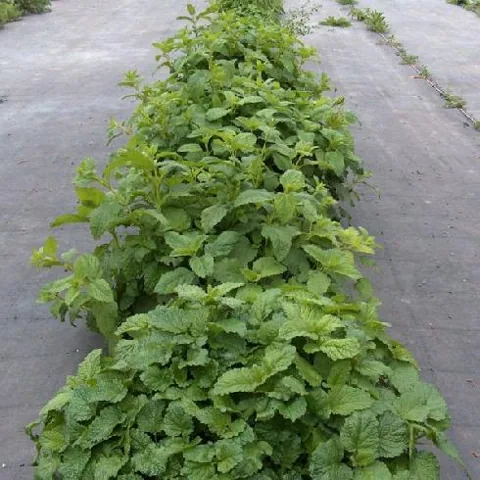 Melisa officinalis (Melisa)