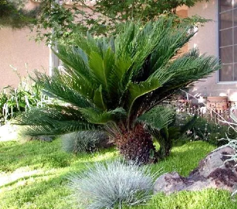 Cycas revoluta (Cikas)