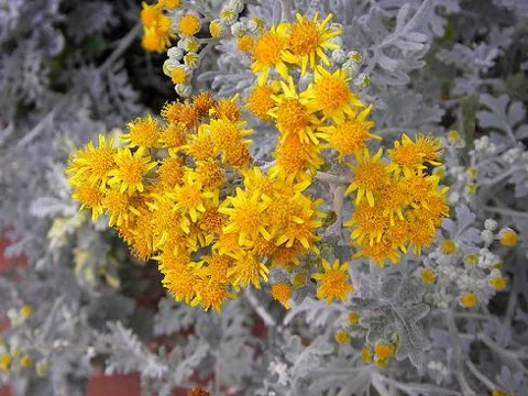 Cineraria maritima (Cinerarija)