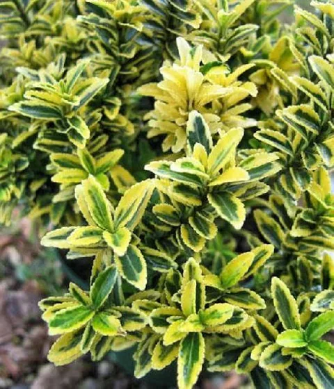 Euonymus japonicus "Aureomarginatus" (Kurika)