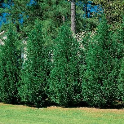 Cupressocyparis leylandii (Lejlandski čempres)	