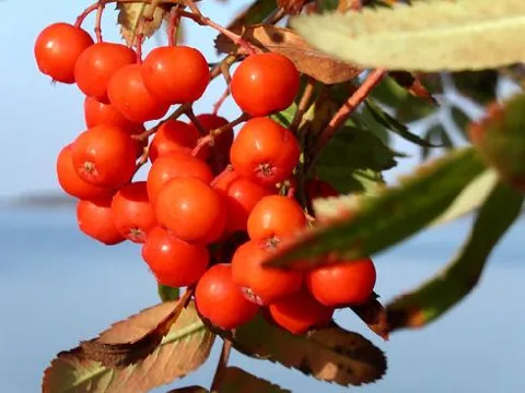 Sorbus aucuparia (Jerebika)	