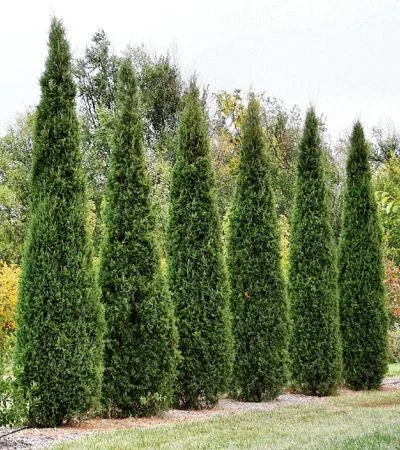 Juniperus virginiana "Skyrocet" (Virdžinijska borovica)	