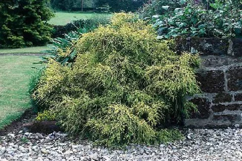 Chamaecyparis pisifera "Filifera" (Pačempres)