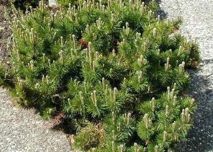 Pinus mugo "Pumilio" (Bor)
