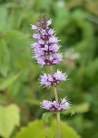 Mentha piperita var. odorata (Menta)