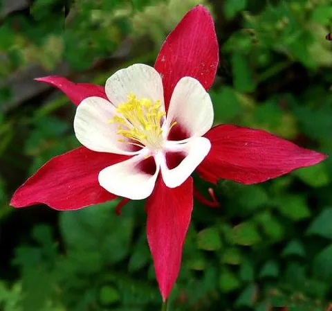 Aquilegia sp. (Pakujac)