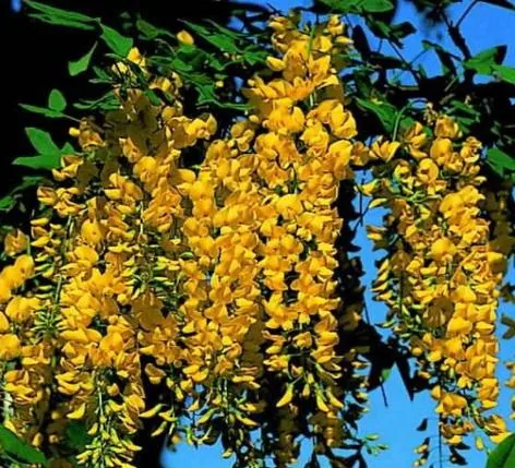 Laburnum x watereri (Zlatna kiša)