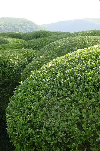 Buxus sempervirens	