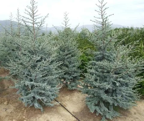 Cedrus atlantica (Atlanski cedar)
