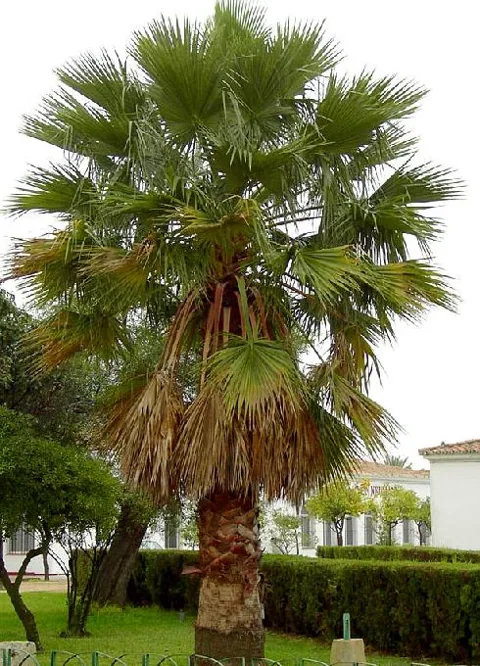 Washingtonia filifera (Vašingtonija)