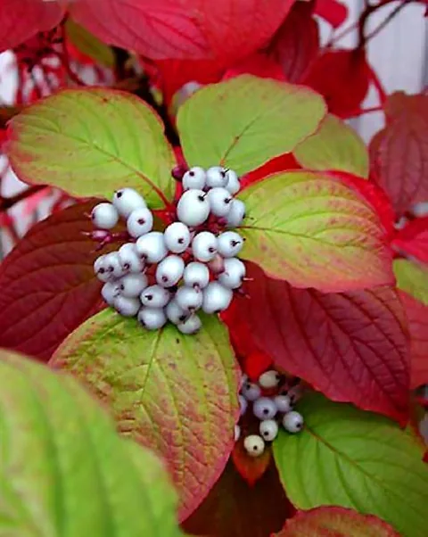 Cornus alba (Drijen)