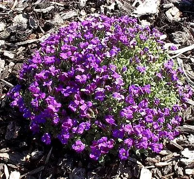 Arabis sp. (Repnjak)