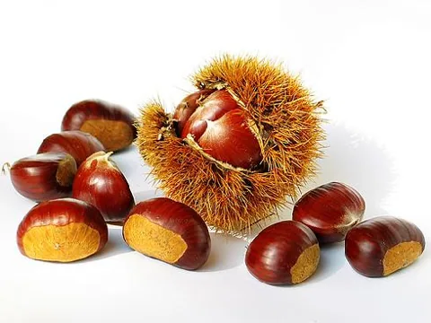 Castanea sativa (Pitomi kesten)