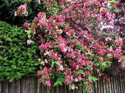 Weigela florida (Vajgelia)