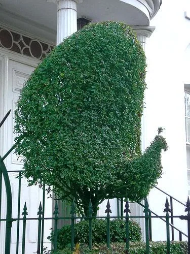 Ligustrum jonandrum