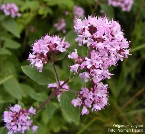 Origanum vulgare (Origano)