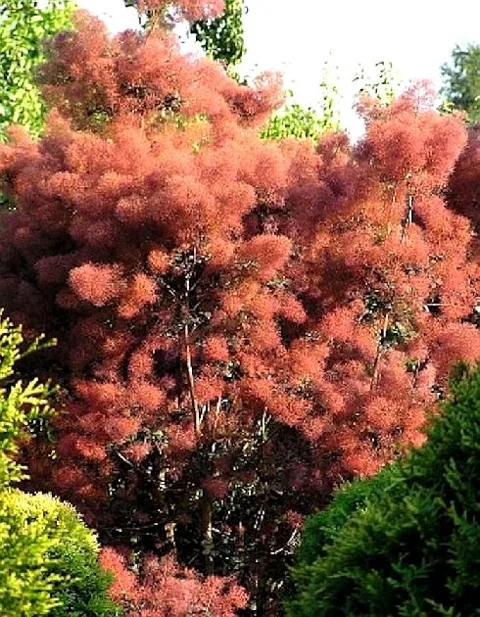 Cotinus coggygria "Royal Purple" (Ruj)