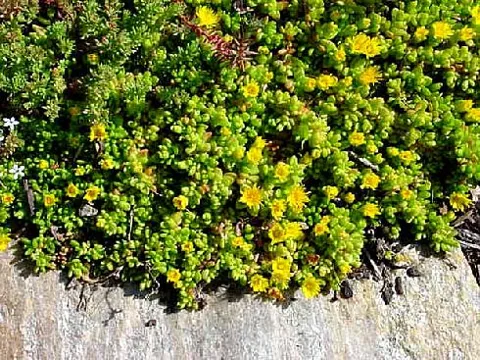 Sedum sp. (Žednjaci, debelolistovke)