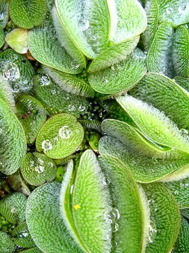 Salvinia nantans ( Vodena paprat)