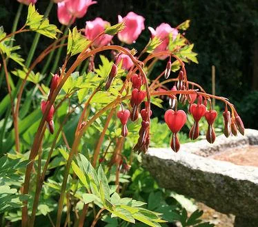 Dicentra spectabilis (Srdašca)	