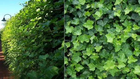Hedera helix (Bršljan)