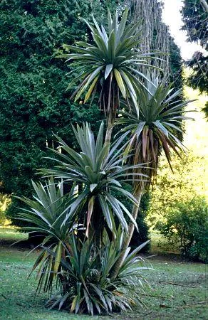 Cordyline indivisia sin. Dracena indivisa (Dracena)