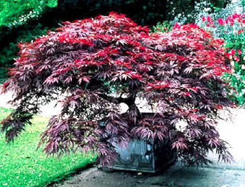 	Acer palmatum "Atropurpureum Dissectum" (Japanski javor)