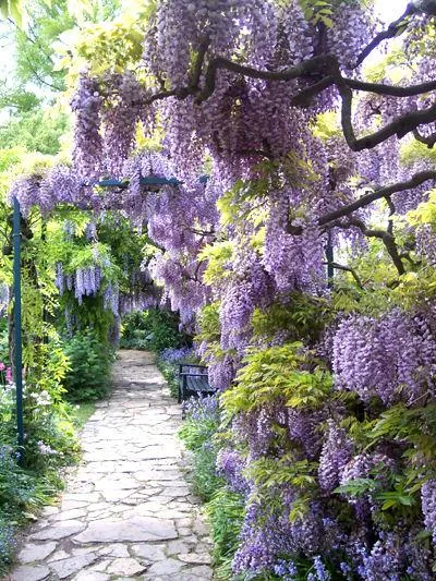 Wisteria sinensis (Glicinija)