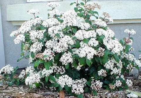 Viburnum tinus (Udikovina)