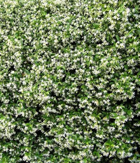Rhynchospermum jasminoides (Vazdazeleni jasmin)