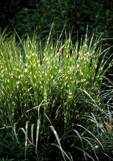 Mischanthus zebrinus (Kineski šaš)