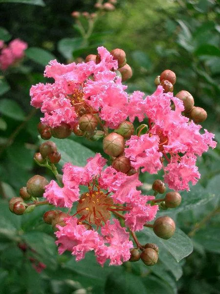 Lagerstroemia indica (Lagerstremija)	