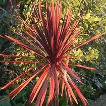 Cordyline australis sin. Dracena australis (Dracena)