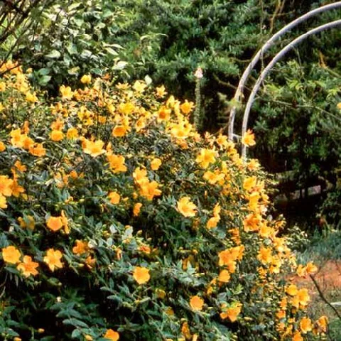Hypericum calycinum (Pljuskavica puzajuća)