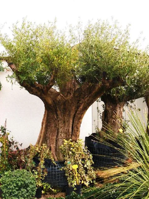 Olea europea (Maslina)