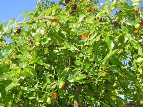 Zizyphus sativa (Žižula)
