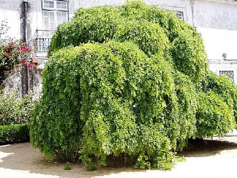 Sophora japonica (Japanska sofora)