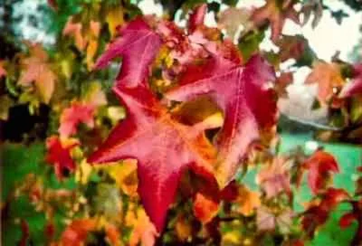 Liquidambar styraciflua (Likvidambar)