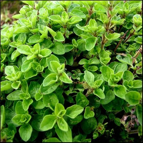 Origanum majorana (Mažuran)