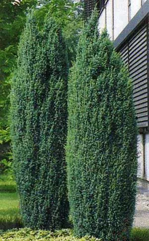 Juniperus chinensis "Stricta" (Borovica)