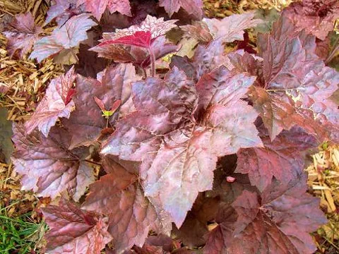 Heuchera micranhta "Palace Purple" (Koraljni zvončić)	